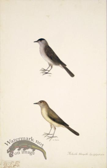 62 Swedish Birds . Motacilla Atricapilla, Blackcap, M.F